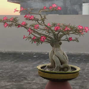 Adenium Nova Tanzania plant by Plants 24 - Plants consultant for home and office. Exotic plants advisor in Delhi Gurgram