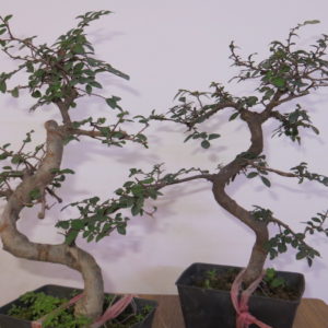 Chinese-Elm-Ulmus-parvifolia plant by Plants 24. Plants Consultant in Delhi for Home and Office. Exotic and rare plant supplier in Gurugram