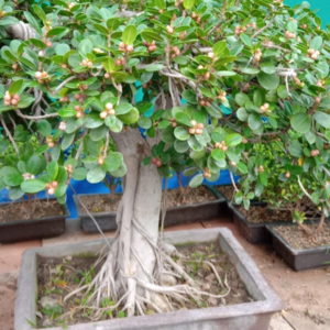 Ficus Plant by Plants 24 - rare exotic plants in Delhi