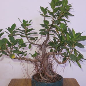 Ficus Plant supplier in Delhi, Plant 24 in gurugram