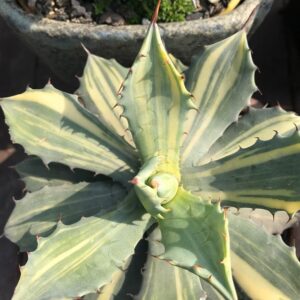 Agave Isthmensis Striata