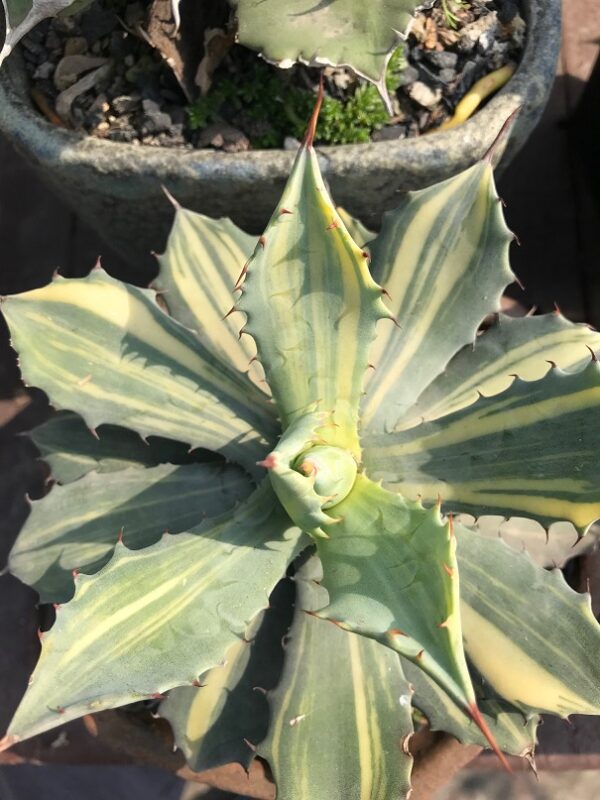 Agave Isthmensis Striata